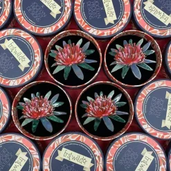 Erstwilder Waratah Warmth Brooch* Brooches
